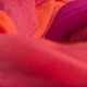 Storrutet sjal i fuchsia og korallrødt